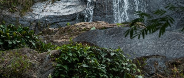 8-Hour Rio Neighbourhoods and Tijuca Forest Tour with Waterfall