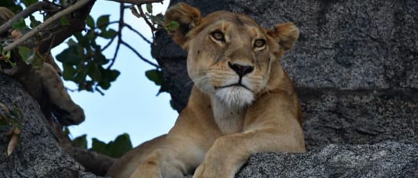 7-Day Big Five Luxury Safari in Tanzania with Northern Circuit Parks