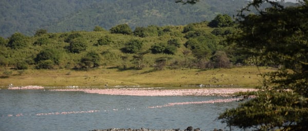 5-Day Tanzania Safari from Kilimanjaro with Serengeti and Ngorongoro