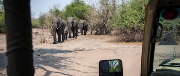3-Hour Safari Game Drive in Chobe National Park with Riverfront Wildlife