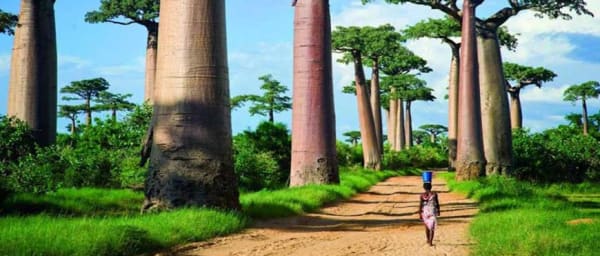 8-Day Madagascar Baobab and Kirindy Wildlife Tour