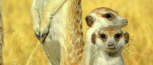 3-Day Central Kalahari Game Reserve Safari with Wilderness Camping