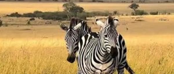 6-Day Tanzania Safari through Tarangire, Serengeti and Ngorongoro