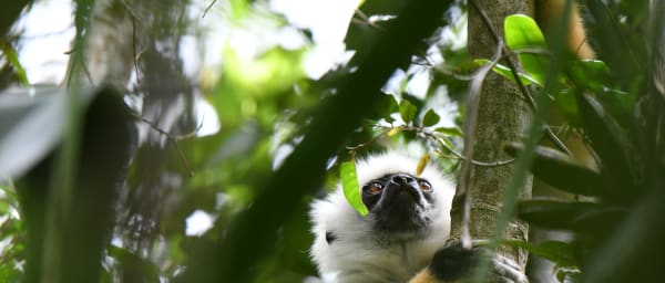 24-Day Madagascar Wildlife and Beach Tour with Tsingy and Nosy Ve