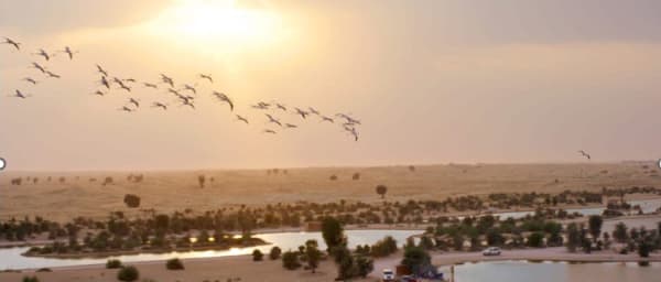4-Hour Desert Tour in Dubai with Al Qudra Lake and Love Lake
