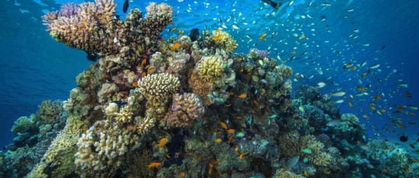 8-Hour Hurghada Snorkelling Trip to Orange Bay Island