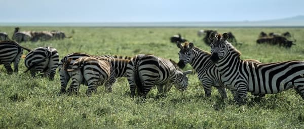 1-Day Ngorongoro Crater Safari from Arusha with Big Five Game Drive