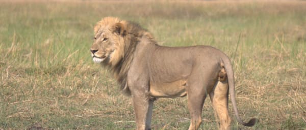 13-Day Botswana Wilderness Safari from Maun with Okavango and Chobe
