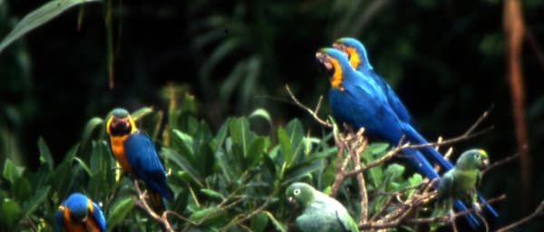 6-Day Bird Watching Expedition in Tambopata with Collpa Chuncho Camp