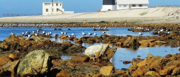5-Hour Cape Recife Tour with Lighthouse and Grysbok Reserve