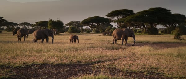 2-Day Amboseli National Park Safari from Nairobi with Kilimanjaro Views