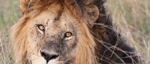 4-Day Masai Mara and Lake Nakuru Safari with Big Five Game Drives