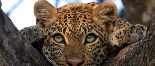 3-Day Masai Mara Safari from Nairobi with Mara River Game Drives