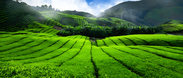 10-Hour Munnar Tea Plantation Trek with Eravikulam and Old Munnar
