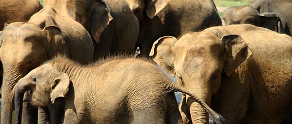 8-Day Sri Lanka Highlights Tour with Sigiriya, Yala and Galle