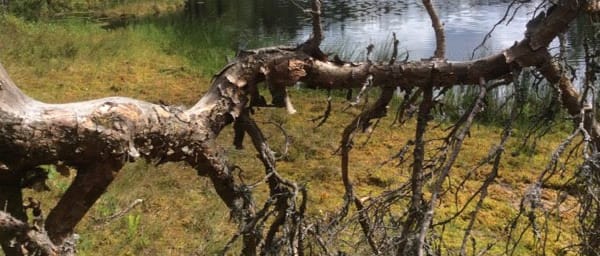 6-Hour Hyvinkää Hike from Helsinki with Forest Picnic