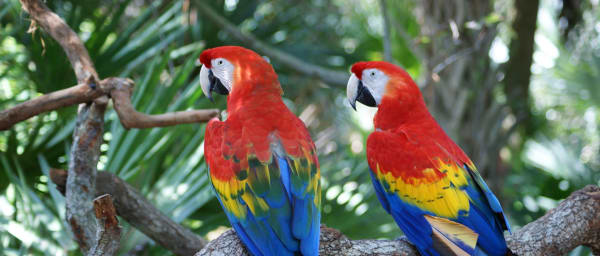 4-Hour Bird Watching Tour in Carara National Park with 3 Trails