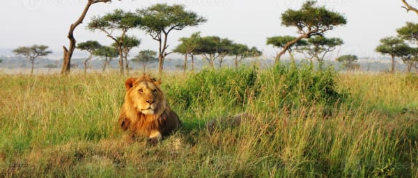 4-Day Masai Mara and Lake Nakuru Wildlife Safari from Nairobi