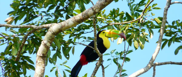 6-Hour Belize Birding Tour with Local Naturalist Guides