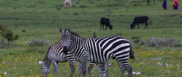 4-Day Tanzania Safari through Serengeti, Ngorongoro and Lake Manyara