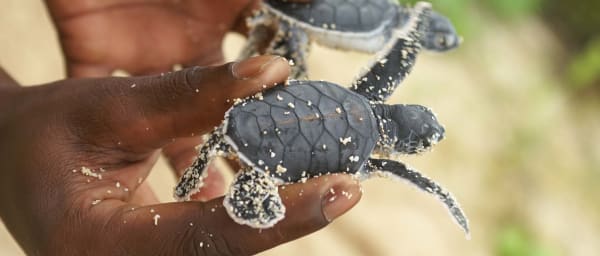 11-Day Madagascar Wildlife Tour with Aye Aye Search and Sainte Marie