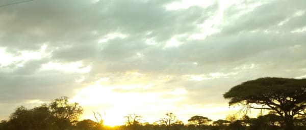 Full-Day Nairobi National Park Safari with Game Drives and Safari Walk