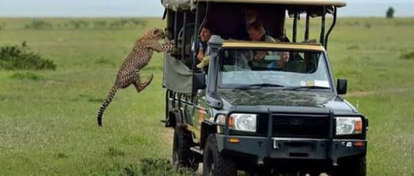 2-Day Masai Mara Safari from Nairobi with Big Five Game Drives