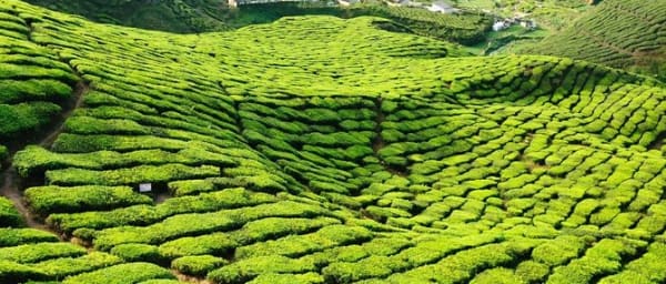 1-Day Cameron Highlands Private Tour with Tea Estate and Strawberry Farm
