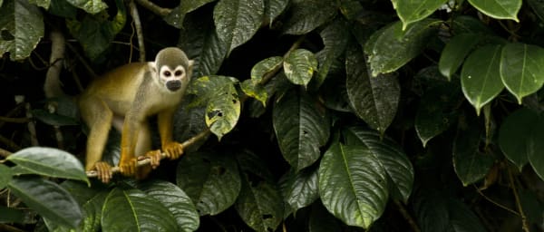 10-Day Galapagos and Amazon Adventure with Kichwa Community Visit