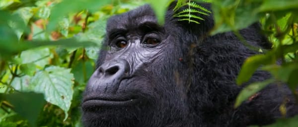 2-Day Gorilla Tracking Tour in Bwindi with Batwa Cultural Walk