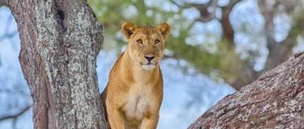 5-Day Northern Circuit Safari in Tanzania with Serengeti and Ngorongoro