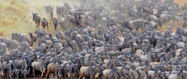 3-Day Tanzania Camping Safari to Lake Manyara and Ngorongoro