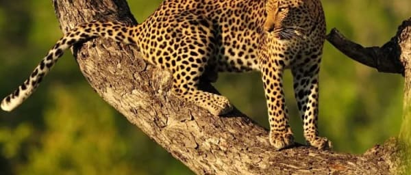 8-Day Tanzania Midrange Safari with Serengeti and Lake Eyasi