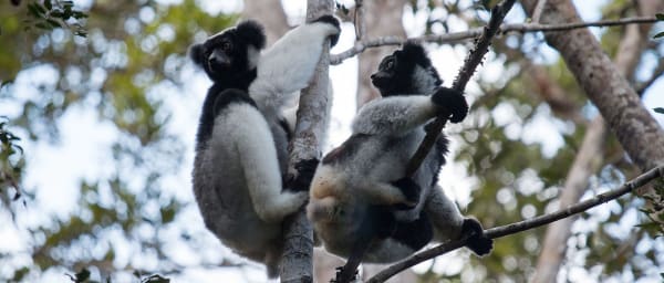 10-Day Madagascar Classic Tour with Lemurs, Isalo and Ifaty