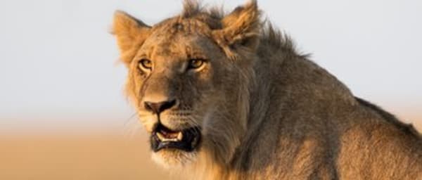 6-Day Amboseli, Lake Nakuru and Masai Mara Safari with Big Five
