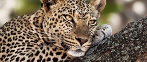 8-Day Namibia Desert and Etosha Safari with Sossusvlei and Twyfelfontein