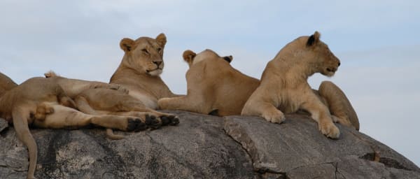 1-Day Nairobi National Park Tour with Animal Orphanage Visit