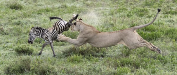 3-Day Tanzania Wildlife Safari with Tarangire and Ngorongoro Crater