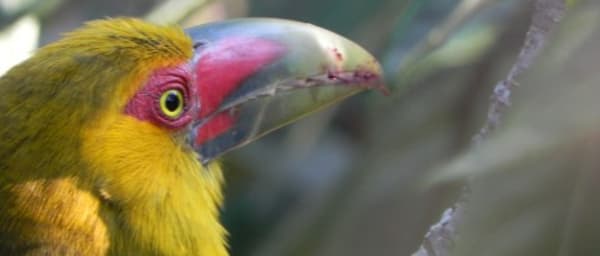 4-Hour Bird Watching Tour in Ubâ with Expert Bilingual Guide