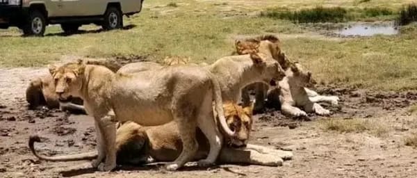 9-Day Serengeti Wildlife Safari with Ngorongoro and Lake Manyara