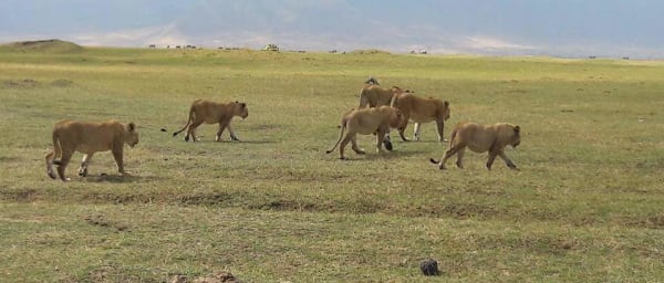 4-Day Tanzania Safari through Tarangire, Serengeti and Ngorongoro