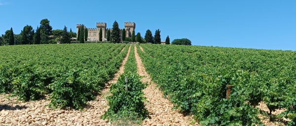 8-Hour Avignon and Chateauneuf du Pape Wine Tour from Aix-en-Provence