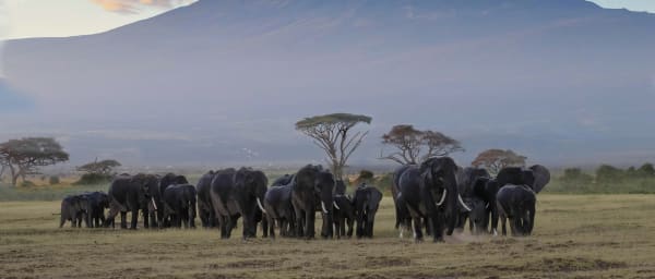 3-Day Amboseli National Park Wildlife Safari with Mt Kilimanjaro Views