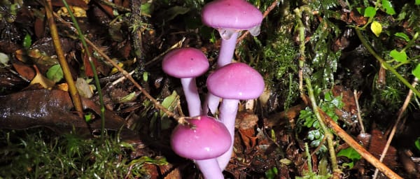 8-Hour Alerce Andino and Chapo Lake Tour from Puerto Montt