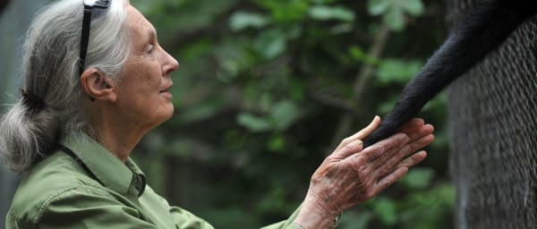 4-Day Mahale Chimpanzee Tracking Tour with Boat Safari