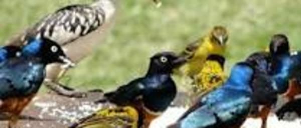 10-Hour Bird-Watching Safari in Nairobi National Park for Photography