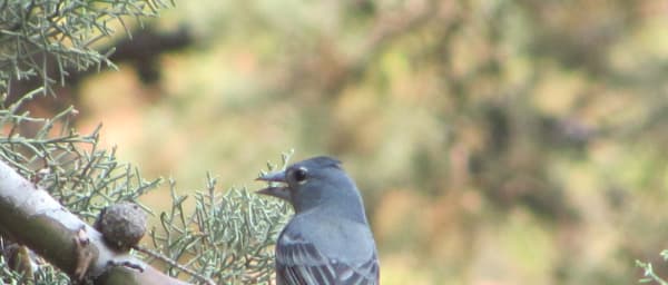 4-Hour Tenerife Birdwatching Tour with Endemic Canary Species
