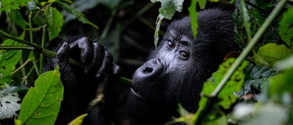 3-Day Bwindi Gorilla Tracking Tour with Batwa Cultural Experience