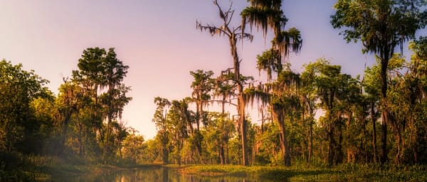 4-Hour New Orleans Swamp Tour with Wildlife Viewing Cruise