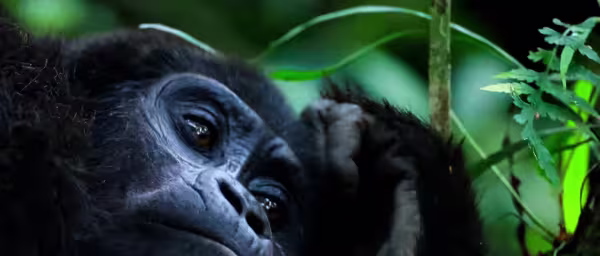 4-Day Rwanda Primate Safari with Gorilla Trekking and Twin Lakes